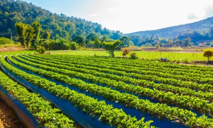 Conheça os riscos de comercializar inoculantes sem registro no MAPA e como evitar multas